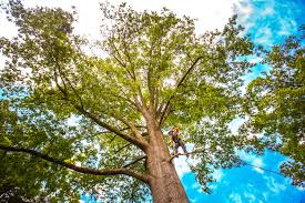 Best Utility Line Clearance  in Burgaw, NC