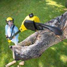 Why Choose Our Tree Removal Services in Burgaw, NC?