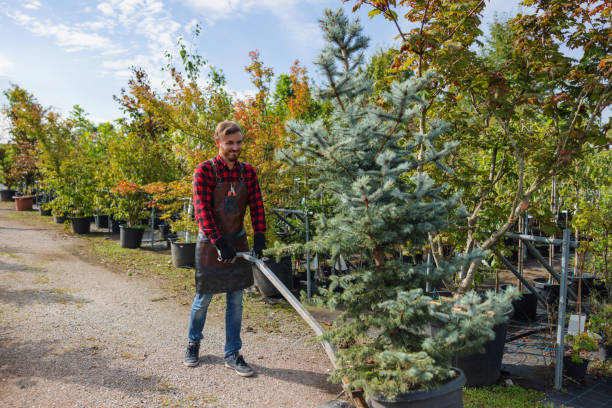 Best Tree Removal Service  in Burgaw, NC