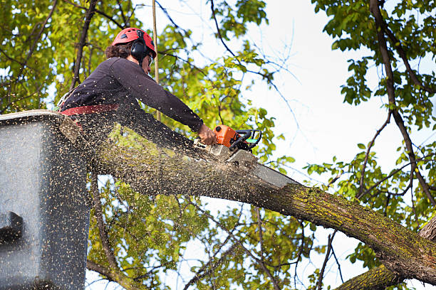 Best Tree Preservation Services  in Burgaw, NC